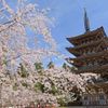 【SHOP STOP】京都市（醍醐寺　売店前） - トップ画像