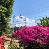 秡所公園 - 投稿画像1
