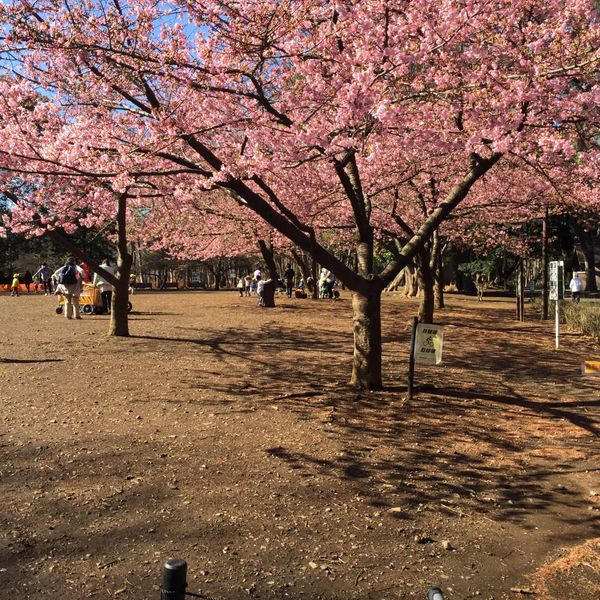 林試の森公園 芝生広場 - トップ画像