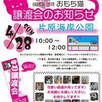 ◆4/28（日）今治市保護猫団体“おもち猫”　譲渡会◆ - 投稿画像0