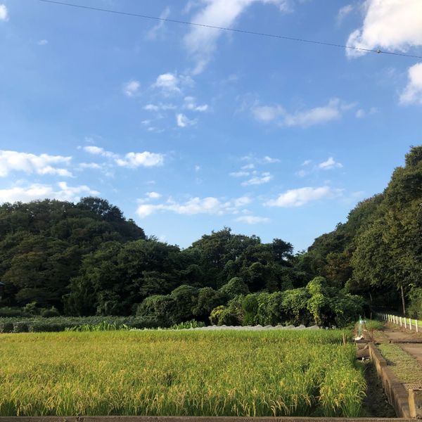 谷戸の田園風景 - トップ画像