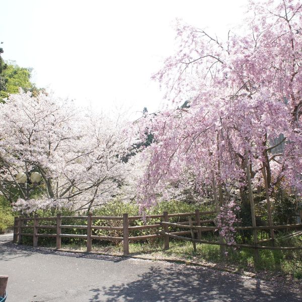 Wanpaku-Okoku - おすすめ画像