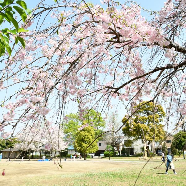 西ヶ原みんなの公園 - おすすめ画像