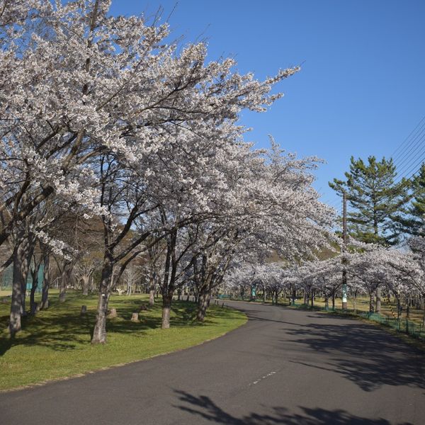 七ヶ宿ダム自然休養公園 - おすすめ画像