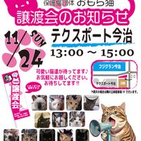 ◆11/24（日）今治市保護猫団体“おもち猫”　譲渡会◆ - 投稿画像0