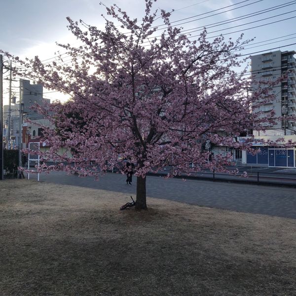 福岡中央公園 - トップ画像