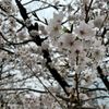 造幣局の桜の通り抜け - トップ画像