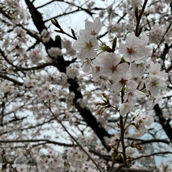 造幣局の桜の通り抜け - トップ画像