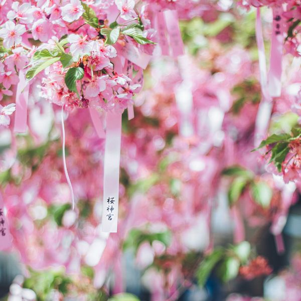 桜神宮 - おすすめ画像