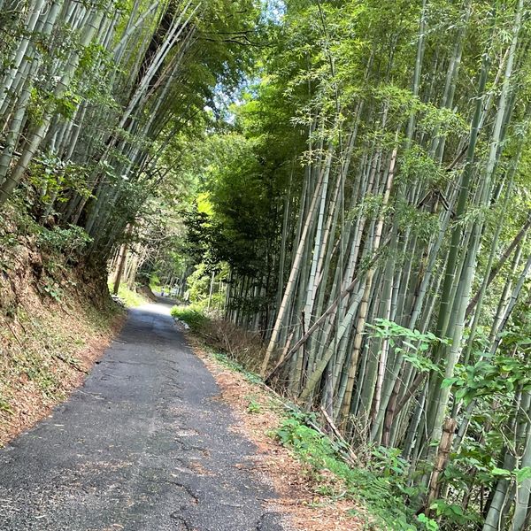 県道から唐子山に向かう山道（通行危険） - トップ画像