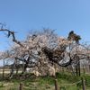 米沢の千歳桜 - トップ画像