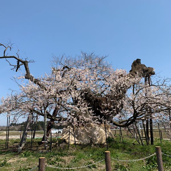 米沢の千歳桜 - おすすめ画像