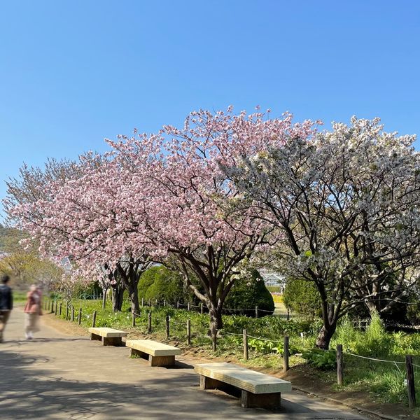 日比谷花壇大船フラワーセンター（大船植物園） - おすすめ画像