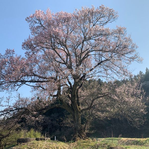 巳待塔の桜 - トップ画像