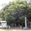 神明社の大シイ - トップ画像