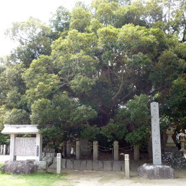 神明社の大シイ - おすすめ画像