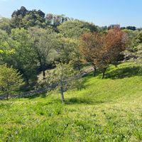 成田市さくらの山公園 - 投稿画像3