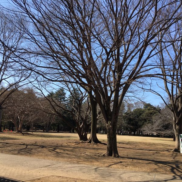 ねむのき広場 砧公園 - トップ画像