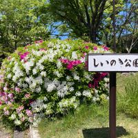 しいのき公園 - 投稿画像0