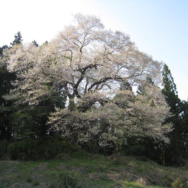 箱石の追猪の桜 - トップ画像