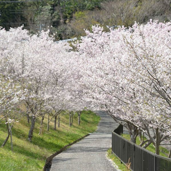 Tatsuta-Kodo no Satoyama Koen - トップ画像