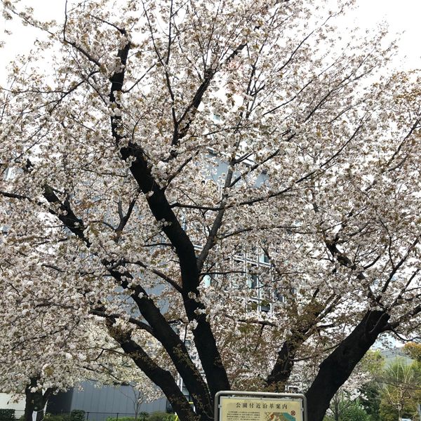 氷川公園 - トップ画像