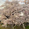 嶽駒神社の桜 - トップ画像