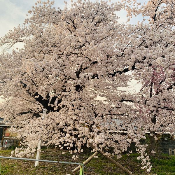 嶽駒神社の桜 - おすすめ画像