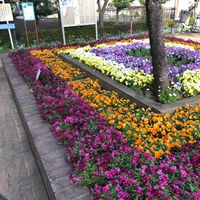 瀬田農業公園 フラワーランド - 投稿画像3