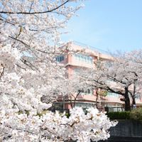 Shakujiigawa-zoi (Kita-ku) - 投稿画像1