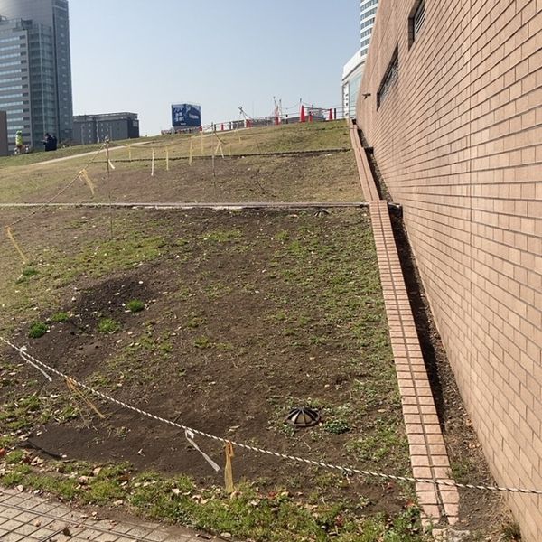横浜みなと博物館の屋上緑化芝生 - トップ画像