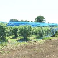ごきげんブルーベリーファーム - 投稿画像1