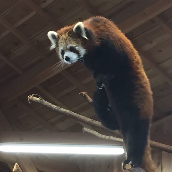 伊豆シャボテン動物公園 - トップ画像