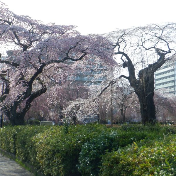 榴岡公園 - おすすめ画像