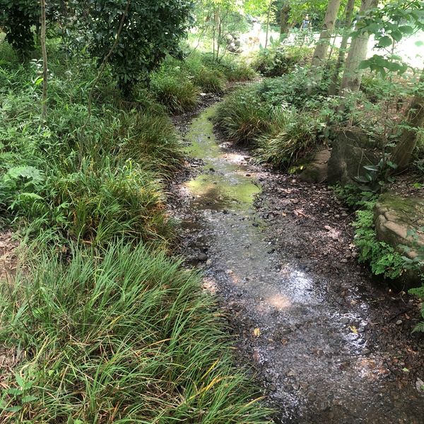 野川公園 わき水広場 - おすすめ画像