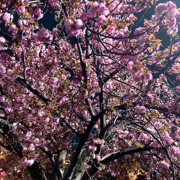 造幣局の桜の通り抜け - おすすめ画像