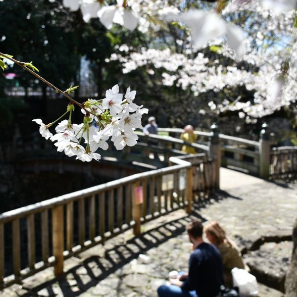 Otonashi Shinsui Koen - おすすめ画像