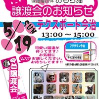 ◆5/19（日）今治市保護猫団体“おもち猫”　譲渡会◆ - 投稿画像0
