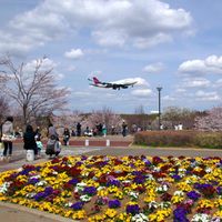 成田市さくらの山公園 - 投稿画像1