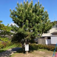 泉原第7号児童公園 - 投稿画像3