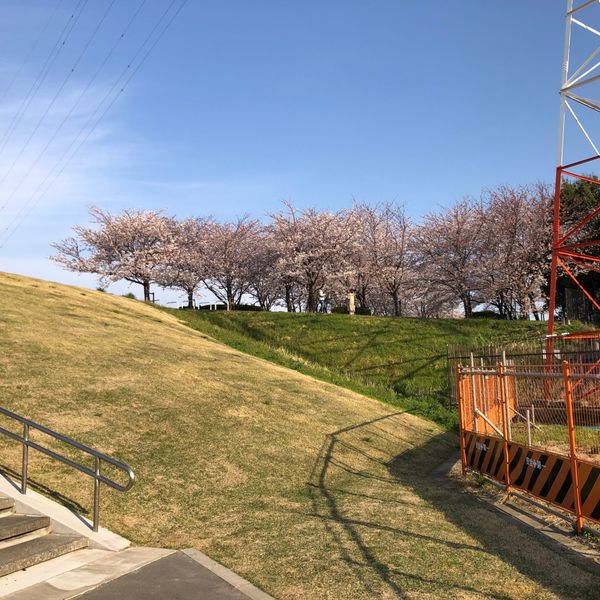 さくら堤公園 - トップ画像