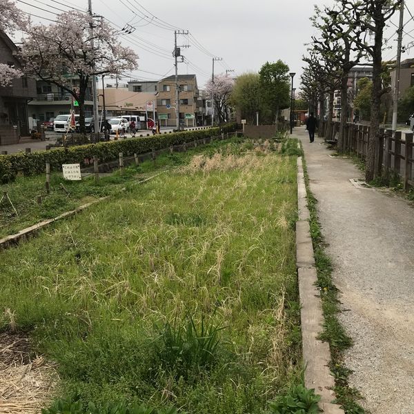 曳舟川親水公園 - トップ画像