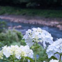 宮城野 早川堤 - 投稿画像1