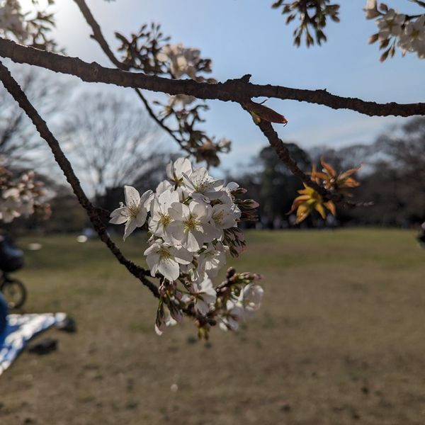 砧公園 - おすすめ画像