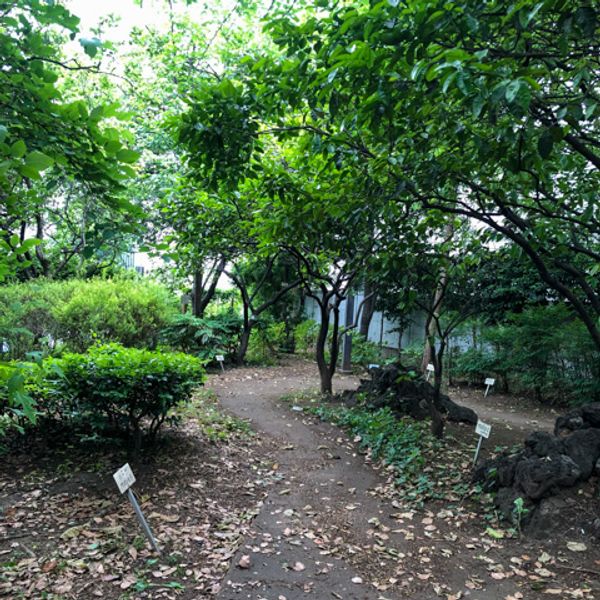 築地川采女橋公園 - おすすめ画像