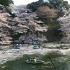 千鳥ヶ淵公園 - トップ画像