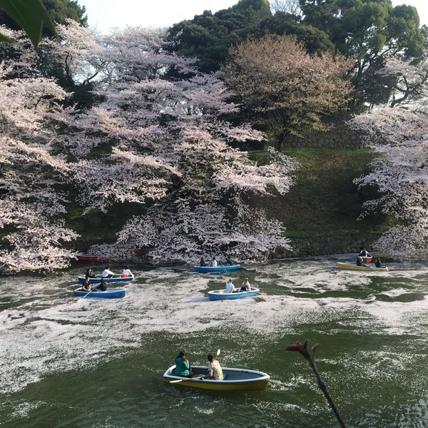 千鳥ヶ淵公園 - おすすめ画像