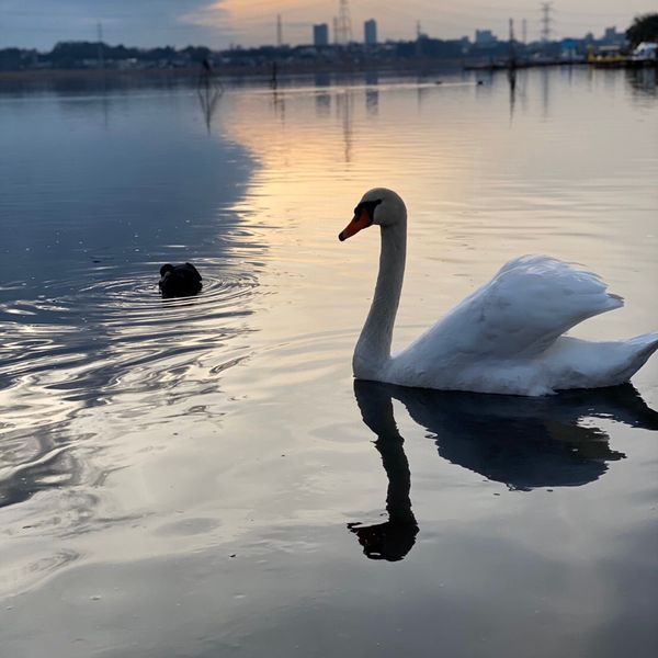 手賀沼公園 - トップ画像