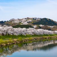 Shiroishi-gawa Zutsumi  Hitome Senbon-zakura - 投稿画像2