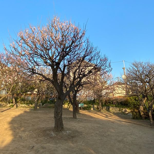 西嶺高砂公園 - トップ画像